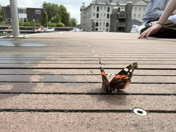 A vibrant Red Admiral butterfly rests on a textured wooden boardwalk at Kade West, Marineterrein, Amsterdam